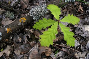 oak sapling